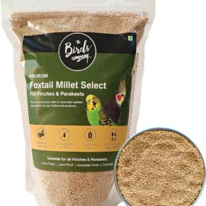 Foxtail Millet (Kangni), Bird Food for All