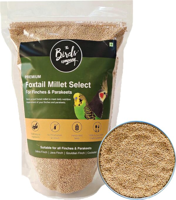 Foxtail Millet (Kangni), Bird Food for All
